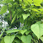 Northern Catalpa