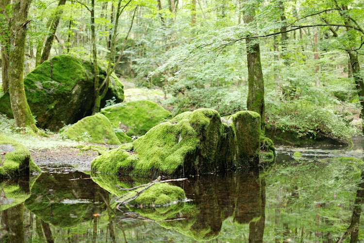 メガーヌ ハッチバックの夏っぽい？写真展・避暑地に逃亡・ダム活・シシ神の森🌳に関するカスタム事例の投稿画像7枚目