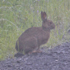 Snowshoe Hare