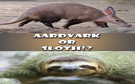 Aardvark or Sloth!?
