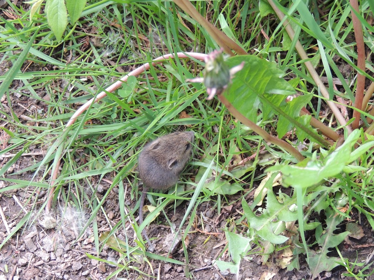 European wood mouse