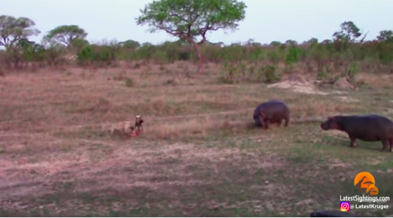 The video shared by Latest Sightings proves that nature can sometimes not be inherently peaceful or serene.