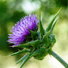 Milk Thistle