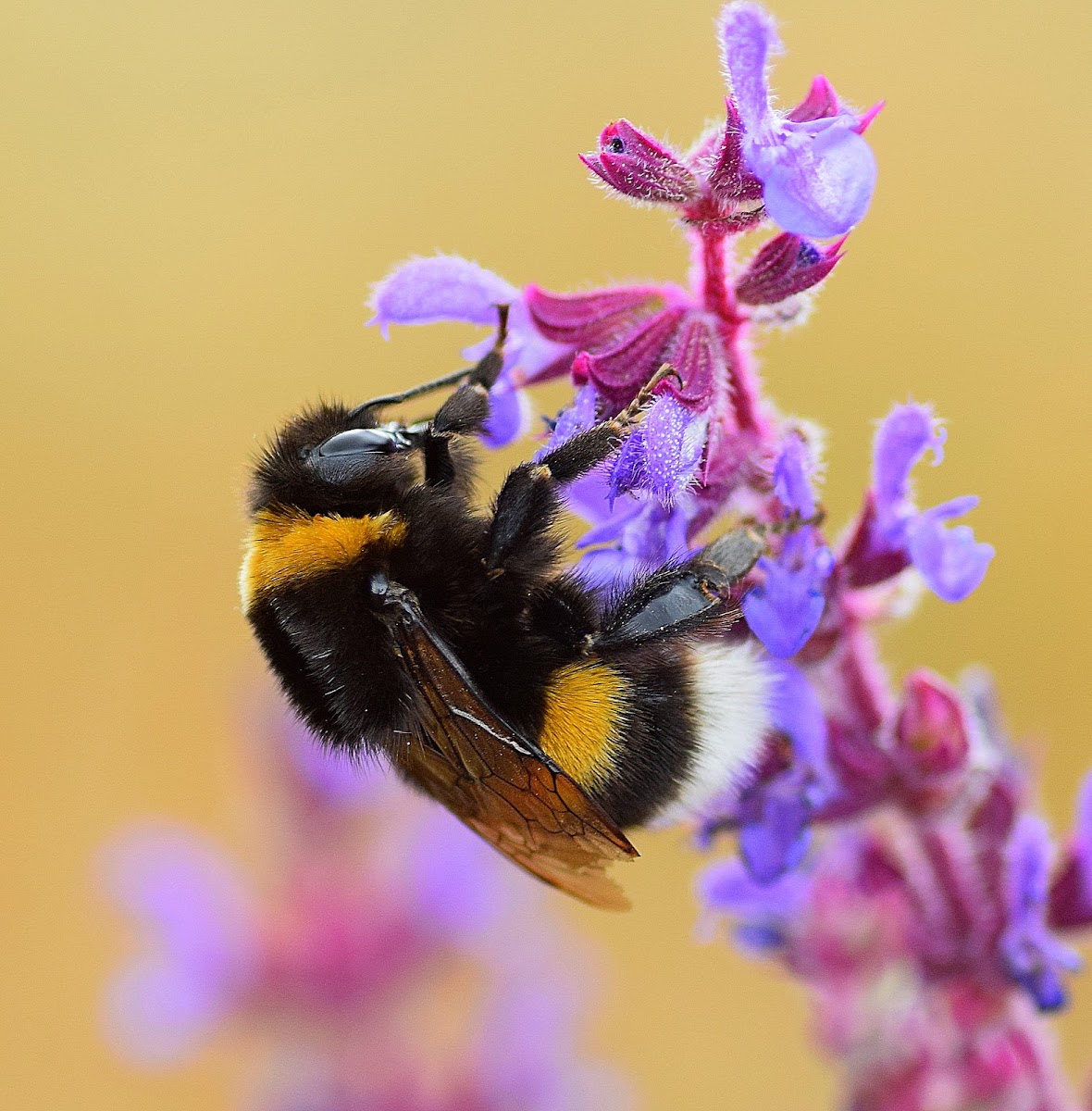 Buff-tailed Bumblebee