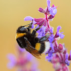 Buff-tailed Bumblebee