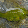 Sharpnose Sculpin