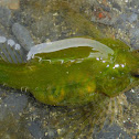 Sharpnose Sculpin