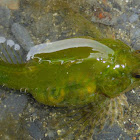 Sharpnose Sculpin