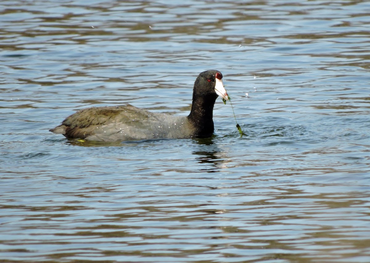 American Coot