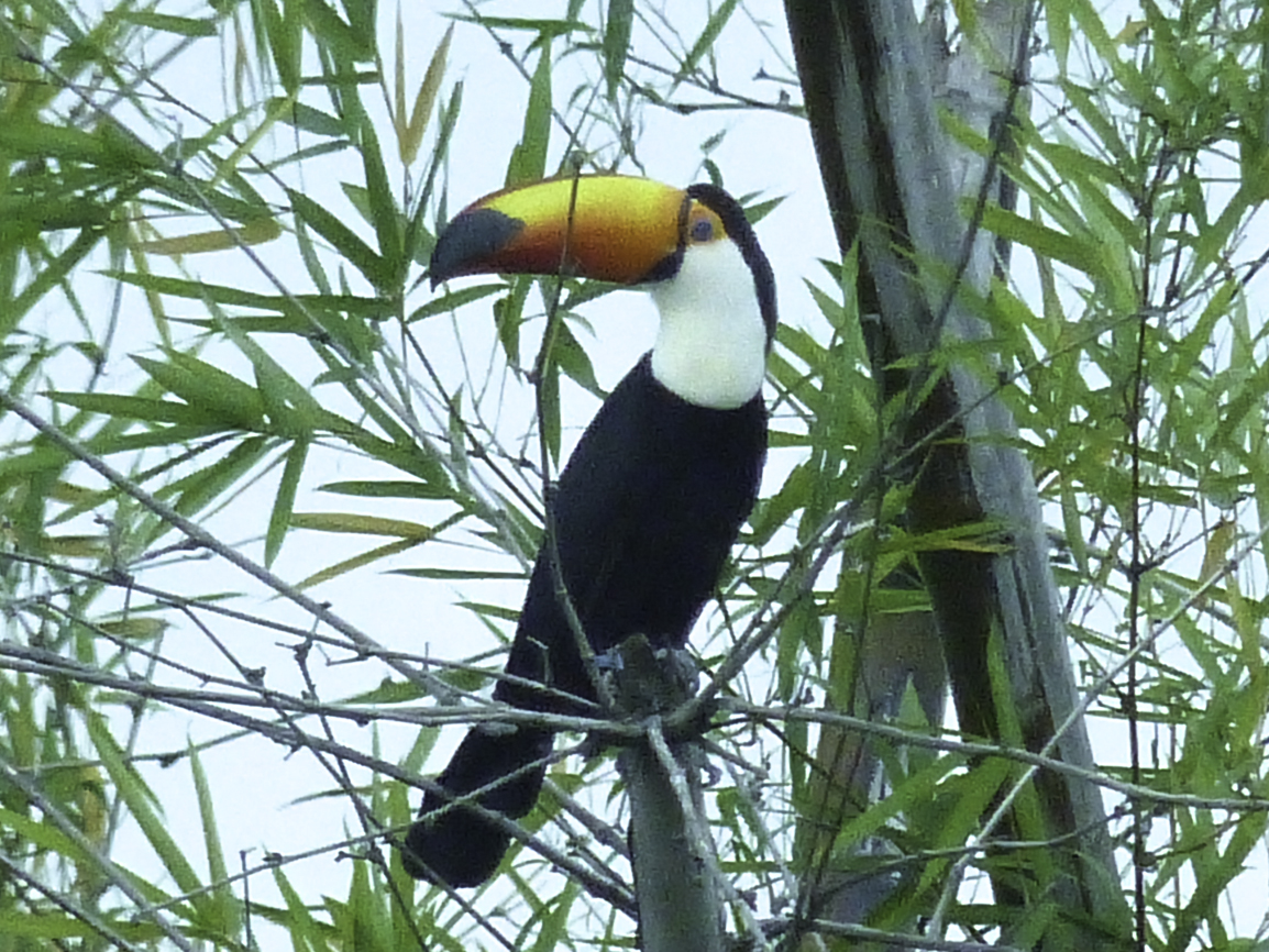 Toco toucan