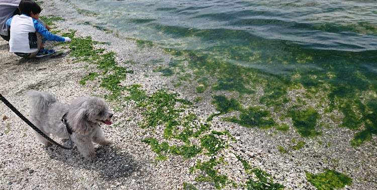 レガシィツーリングワゴンのレガシィ・ドライブ・犬・公園・海に関するカスタム事例の投稿画像2枚目