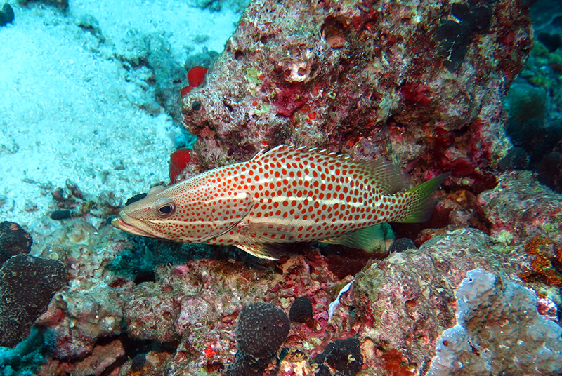 Slender grouper