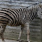 Chapman's Zebra