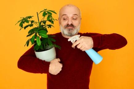 C:\Users\SONY\Desktop\опрыскивание комнт раст\attractive-energetic-senior-man-with-bald-head-and-gray-beard-spraying-houseplant-with-water-moisturizing-leaves-to-remove-dust-elderly-male-pensioner-growing-decorative-plants-on-retirement.jpg