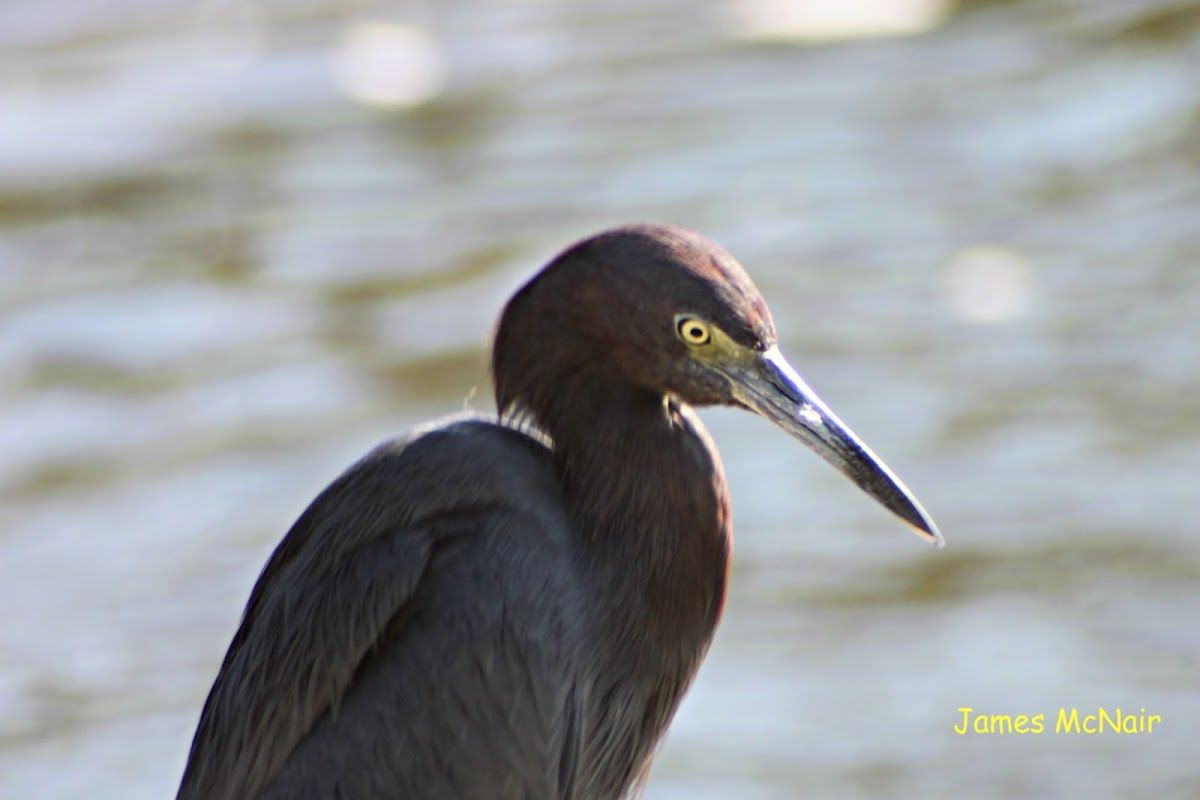 Little Blue Heron