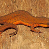 Central Newt