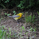 Prothonotary Warbler