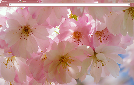 Japanese Cherry Blossom chrome extension