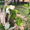 Flowering Dogwood