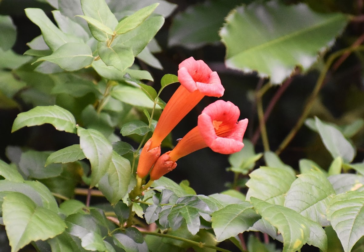 Trumpet creeper