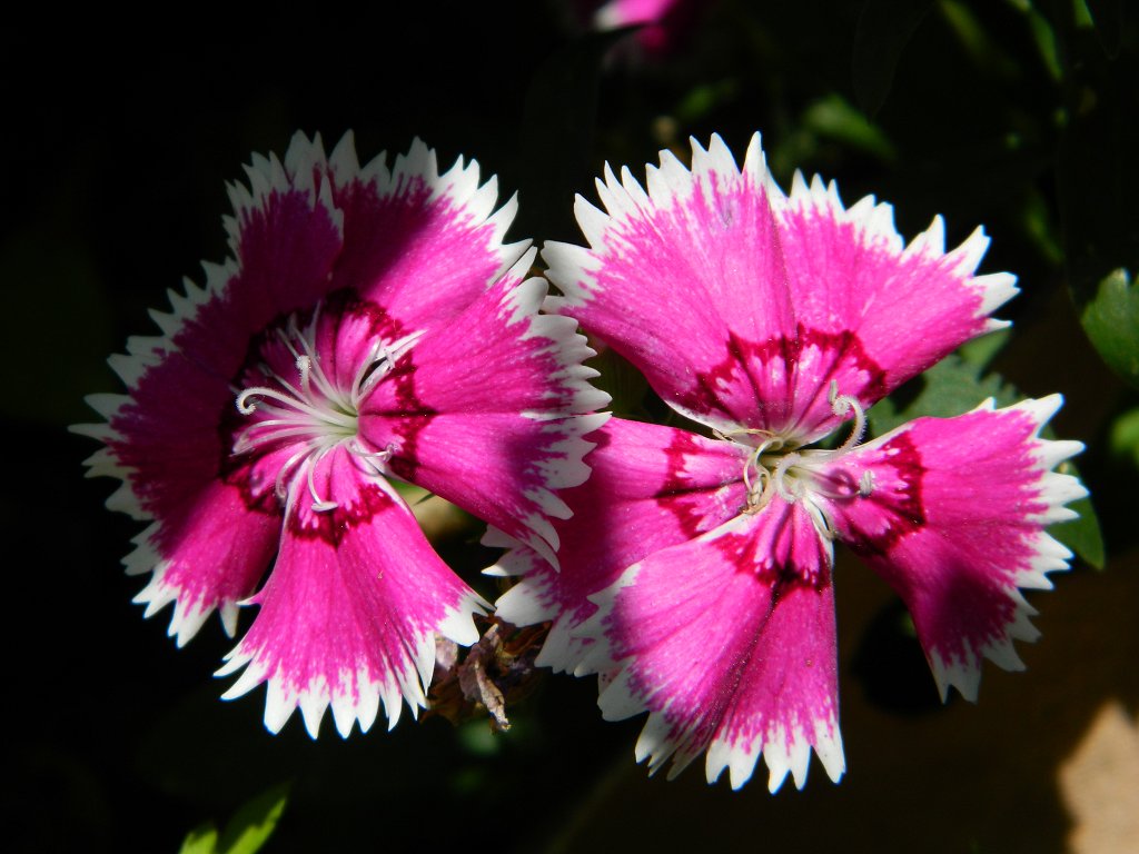 'Telstar Purple Picotee F1' dianthus