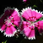 'Telstar Purple Picotee F1' dianthus