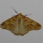 Great Winter Moth