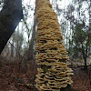 Turkey Tail