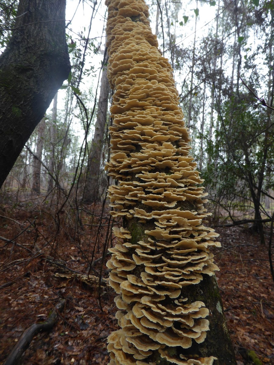 Turkey Tail