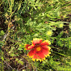 Insekt auf Blüte Guntersblum
