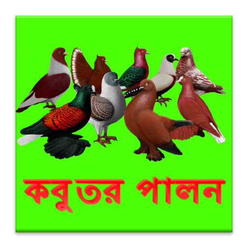 কবুতর পালনBangla Kobutor Palon