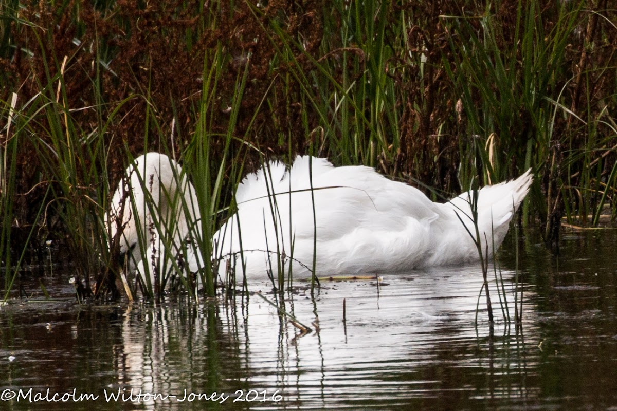 Mute Swan