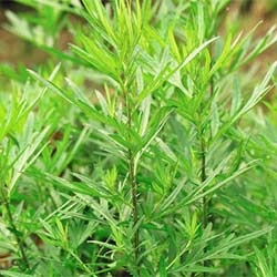 艾草 wormwood mugwort