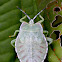Giant Shield Bug Nymph