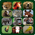 Animal Sounds1.3