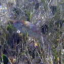 Emerald Parrotfish (juvenile)