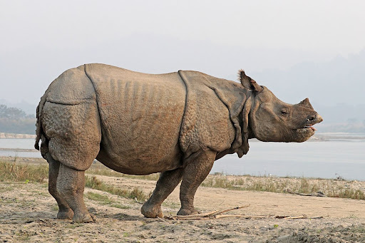 The Long Life of a Dead Rhinoceros