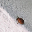 Lady bug