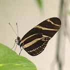 Zebra Longwing