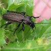 Granulated ground beetle