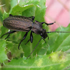 Granulated ground beetle