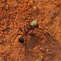 Drop-tail Ant