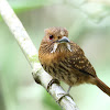 White-whiskered Puffbird