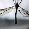 Crane Fly