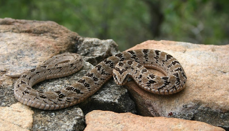 File photo of a night adder.