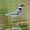 Killdeer