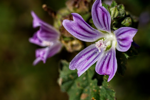 Lavatera cretica