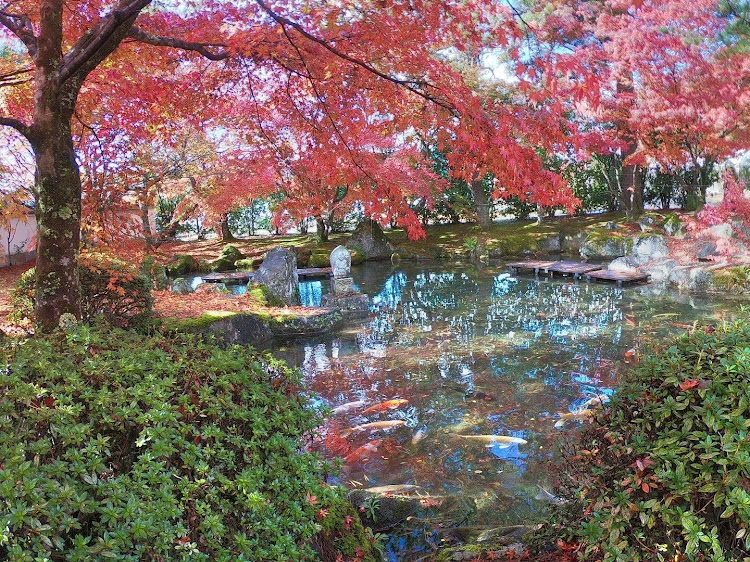 エスティマの紅葉・ドライブに関するカスタム事例の投稿画像2枚目