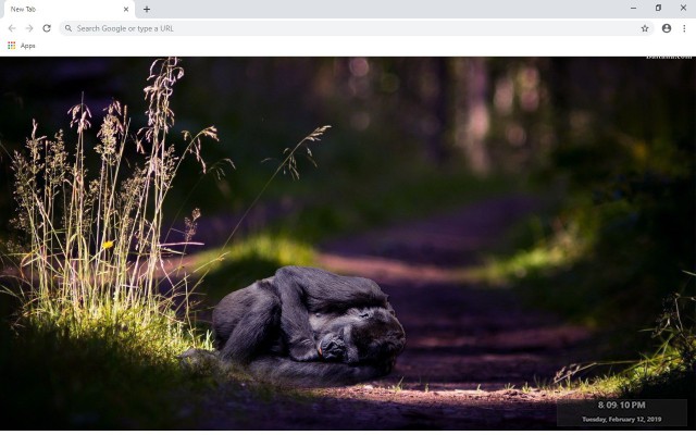 Gorilla New Tab & Wallpapers Collection