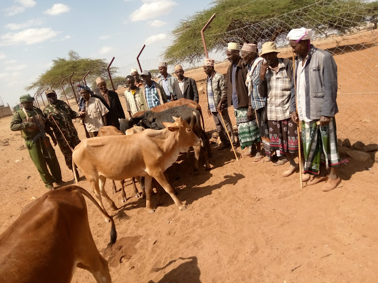 Cattle that were recovered in Marsabit County.